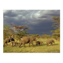 Herde des afrikanischen Elefanten, Loxodonta afric Postkarten