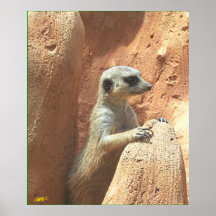 Herr Meerkat Poster