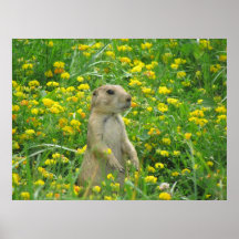 Herr Prarie Dog Plakate