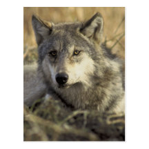 Herrlicher grauer Wolf Postkarten