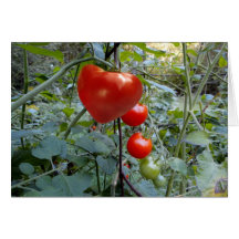 Herz formte Tomate "zu einer wirklichen niedlichen Grußkarte