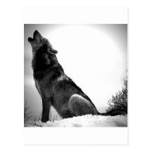 Heulenwolf im Schnee Postkarte
