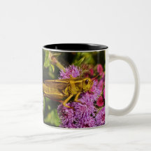 Heuschrecke auf Ageratum Tassen
