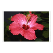 Hibiskus Druckpapiere