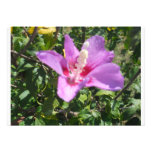 Hibiskus-Einladung