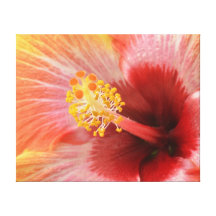 Hibiskus Gespannter Galeriedruck