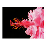 Hibiskus herauf nahe ~ Postkarte