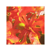 Hibiskus Gespannte Galerie Drucke