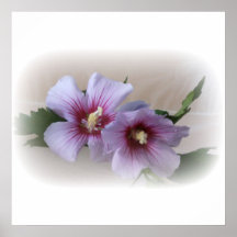 Hibiskusblüten Plakatdrucke