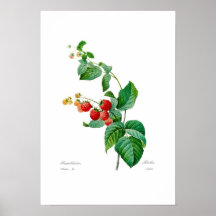 Himbeere Plakat