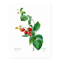 Himbeere Postkarte