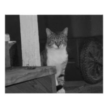 Hintere Abdeckung 2013 - 1 - B&W Fotografische Drucke