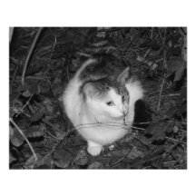 Hintere Abdeckung 2013 - 2 - B&W Foto Druck