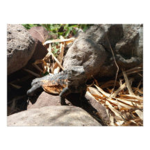 Hinterlistiger Leguan Kunst Fotos