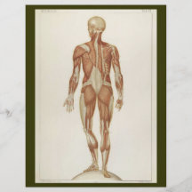 Hinterteil Muscles Flyer