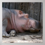 hippo2-4 poster