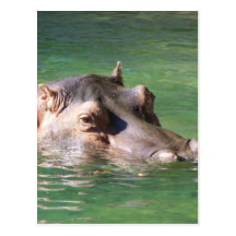 Hippopotamus-Schwimmen auf der Oberfläche Postkarten