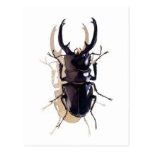"Hirschkäfer" Insekten-Aquarell-Kunst Postkarten