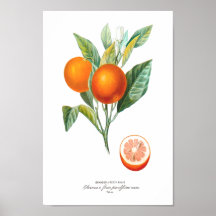 Histoire Naturelle Vorsprung 10 DES Orangers Posterdrucke