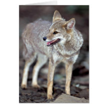 Hoary Fuchs (Dusicyon vetulus) Grußkarten