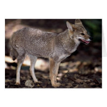 Hoary Fuchs (Dusicyon vetulus) Grußkarten