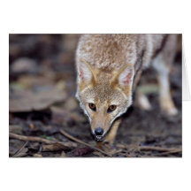 Hoary Fuchs (Dusicyon vetulus) Karte