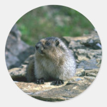 Hoary Murmeltier Aufkleber