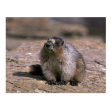 Hoary Murmeltier Postkarte