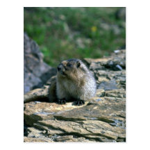 Hoary Murmeltier Postkarte