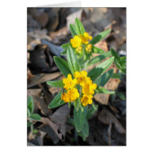 Hoary Puccoon Grußkarte
