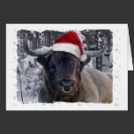 Hochland-Vieh-Weihnachtskarte karten