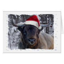 Hochland-Vieh-Weihnachtskarte
