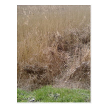 Hohes Gras in getrocknetem See Postkarte