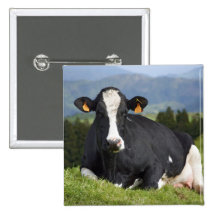 Holstein-Kuh Anstecknadelbuttons