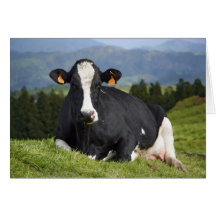 Holstein-Kuh Karte