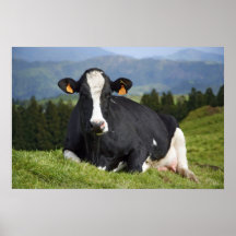 Holstein-Kuh Plakatdruck