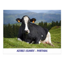 Holstein-Kuh Postkarten