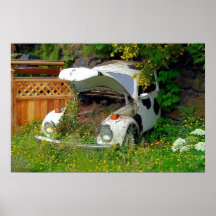 Holstein-Wanzen-Garten Plakatdrucke