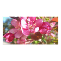 Holzapfel-Baum in der Blüte Fotokartenvorlage