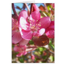Holzapfel-Baum in der Blüte Grußkarten