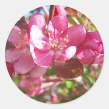 Holzapfel-Baum in der Blüte Runder Aufkleber