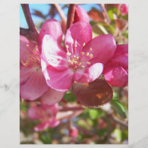 Holzapfel-Baum in der Blüte Vollfarbige Flyer