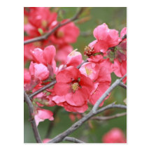 Holzapfel-Blüten Postkarte