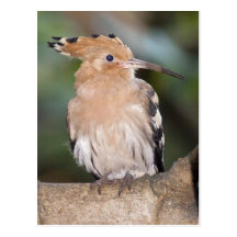 Hoopoe-Postkarte