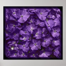 Hortensias im Veilchen Poster