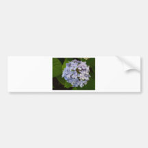 Hortensie Autosticker