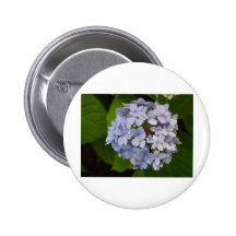Hortensie Button