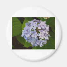 Hortensie Kühlschrankmagnete