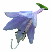 Hosta-Blume ~ Acryl Foto Skulptur