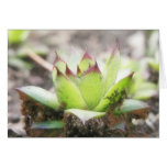 Houseleek - Sempervivum Karten